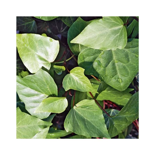 Lierre CANARIENSIS. Le pot de 3 litres