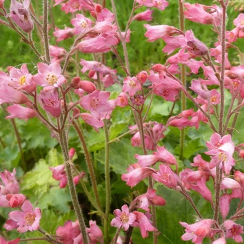3 Heuchères sanguines de Bressingham Heuchera sanguinea bressingham hybrids