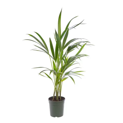 Kentia Forsteriana. Le pot Ø 17 cm