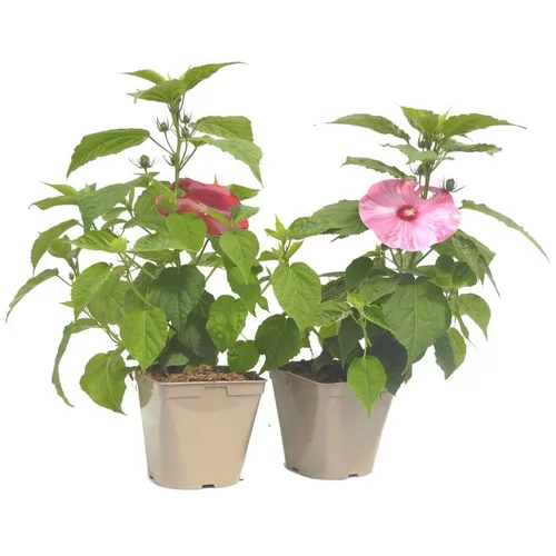 Hibiscus Moscheutos multicolore. Le pot de 3 litres