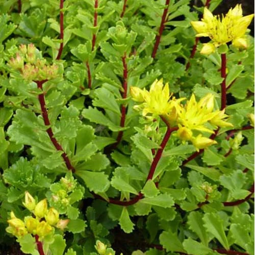 3 Sedum Weihenstephaner Sedum floriferum weihenstephaner gold
