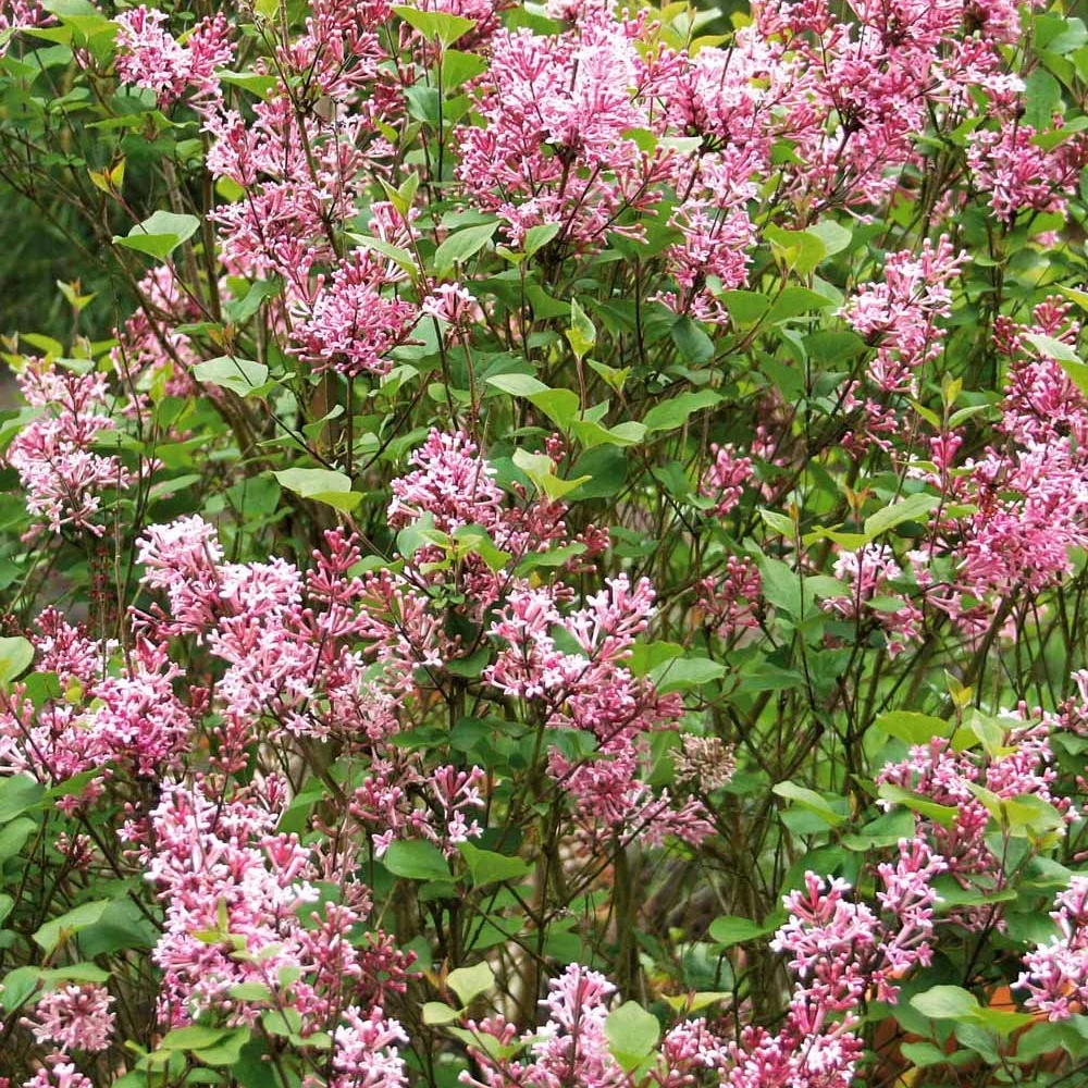 Lilas parfum rose Syringa bloomerang ® Pink Perfume