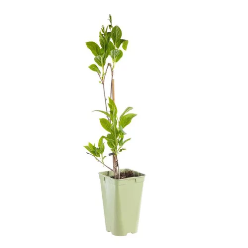 Kiwai Autofertile Super 'Issaï' Bio. Le pot de 2 litres