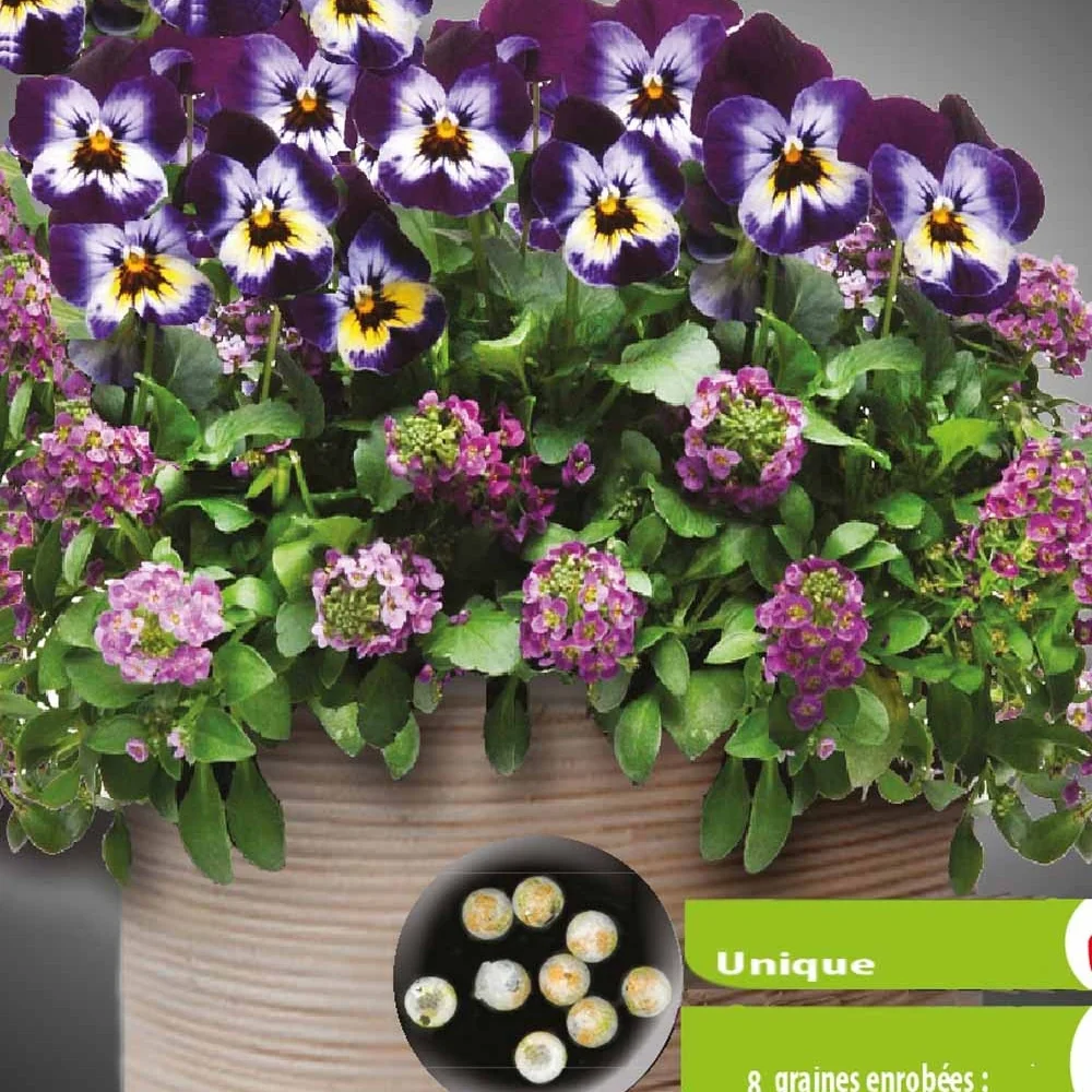 Pensées et Lobularia Wine Cooler en mélange Viola & lobularia