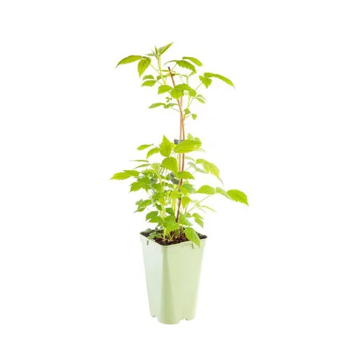 Framboisier Paris Bio. Le pot de 2 litres