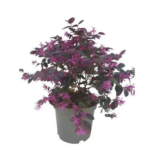 Loropetalum en pot de 5 litres
