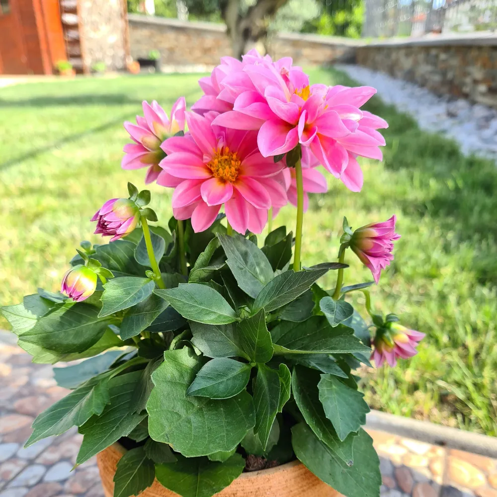 Dahlia rose Dahlia pink