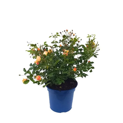 Rosier Calizia – Pot bleu de 10L