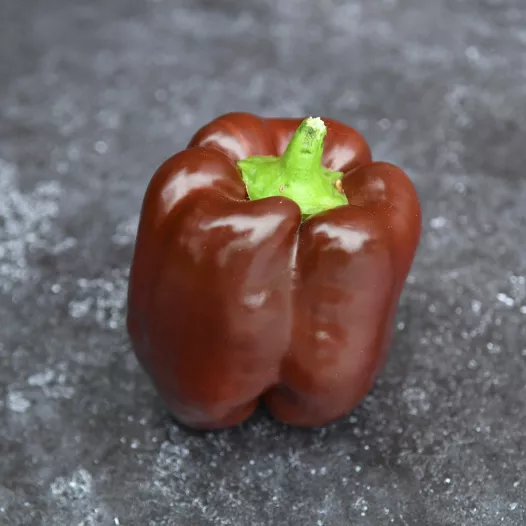 Graines bio de Poivron Chocolat