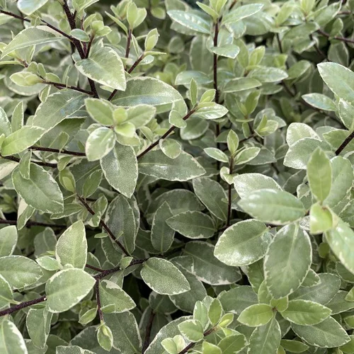 Pittosporum Tenuifolium Silver Ball. Le pot de 10 litres