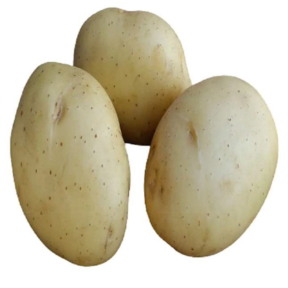 25 Pommes de terre Vitabella Bio Solanum tuberosum vitabella