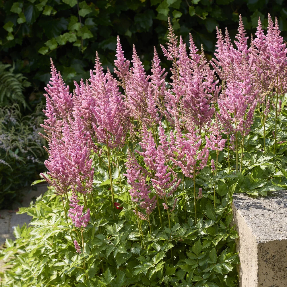 Astilbe hybride Rheinland Astilbe japonica Rheinland