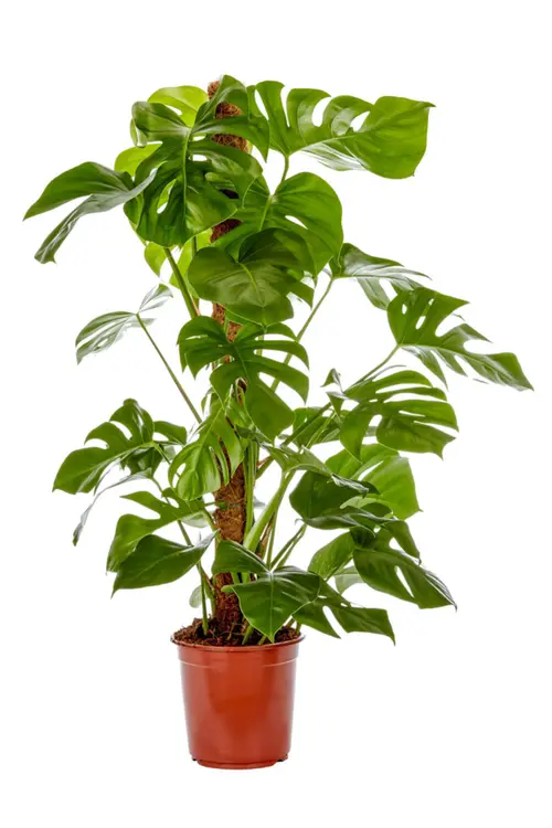 Monstera vert. Le pot Ø 21 cm