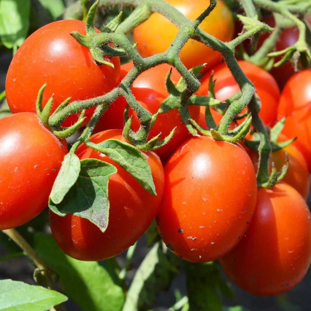 3 Plants de Tomate Olivette Roma Solanum lycopersicum olivette roma