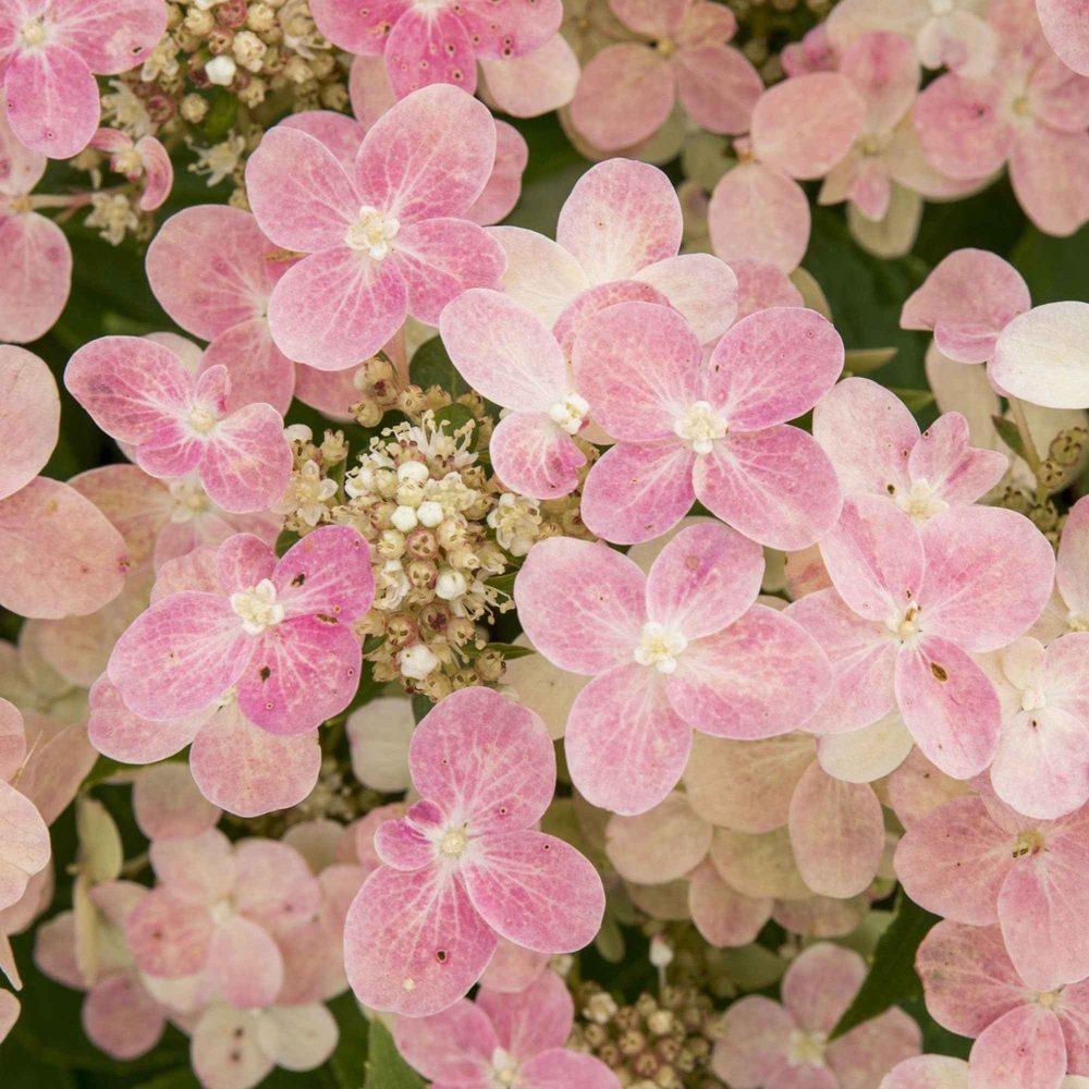 Hortensia paniculé Switch Ophelia® Hydrangea paniculata 'switch ophelia'®