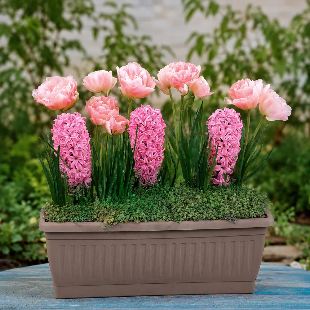 13 Bulbes à floraison printanière en mélange Tulipa Angélique, Hyacinthus Fondant