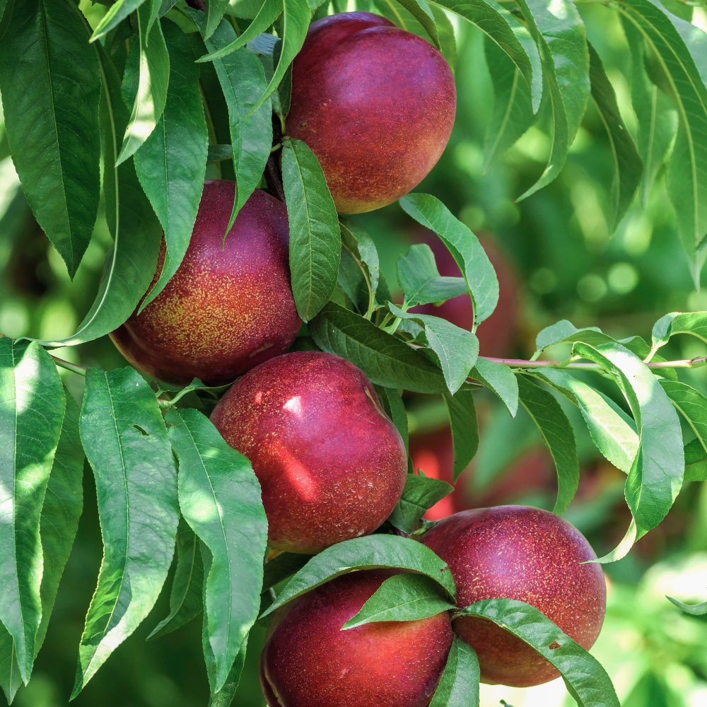 Nectarine Big Top Prunus persica 'big top'