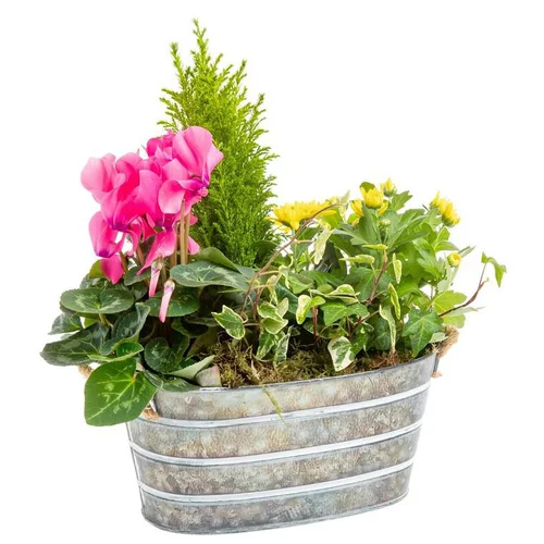 Composition de Noël d'extérieur Zinc - Jardinière 25 cm