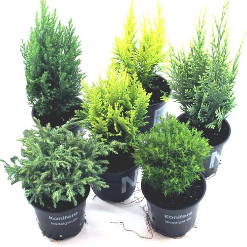 Conifères variés. Le pot de 0,5 litre