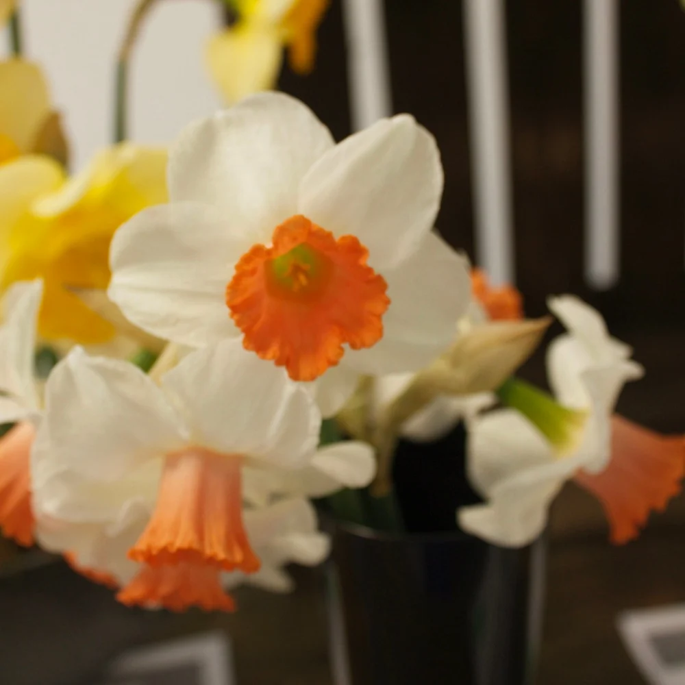 5 Narcisses Skype Narcissus 'Skype'
