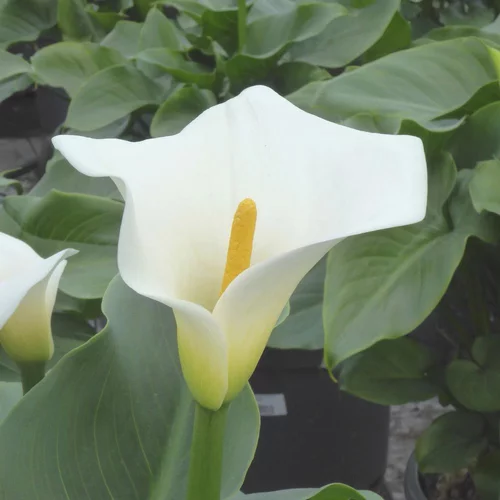 Arum Blanc. Le pot de 5 litres