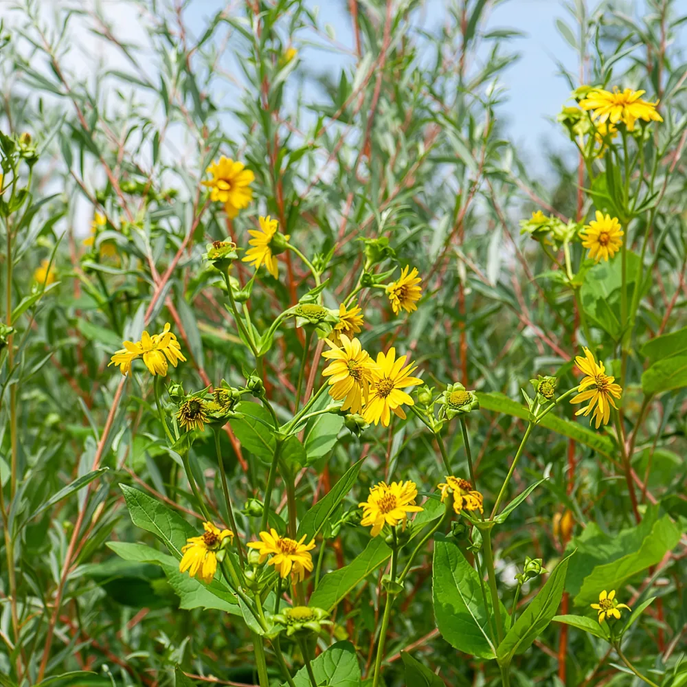 Tournesol vivace Capenoch Star Helianthus decapetalus capenoch star