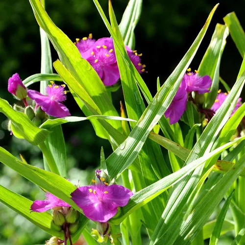 Ephémère de Virginie karminglut violette en pot de 2 L