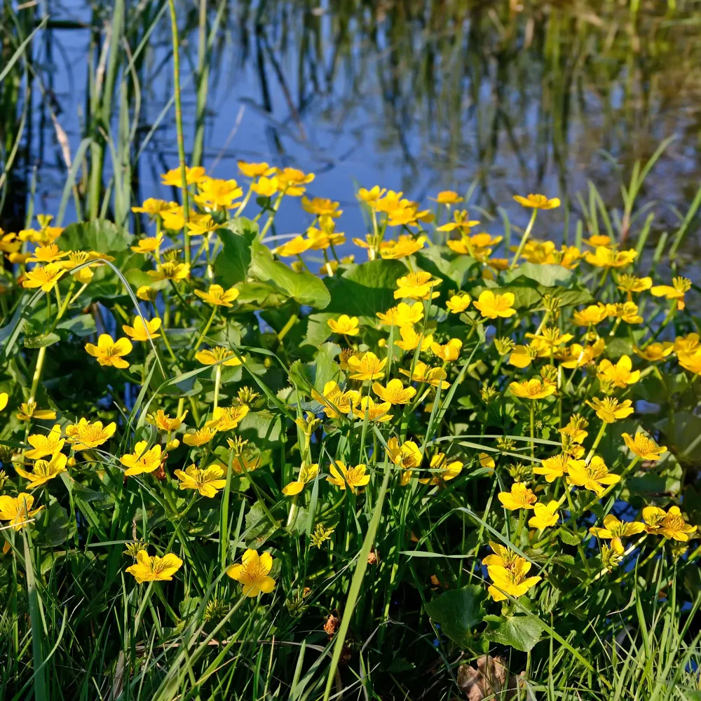 Populage des marais - Souci d'eau Caltha palustris