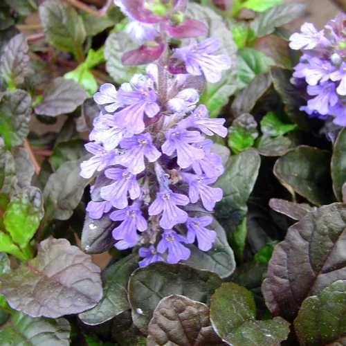 Ajuga Reptans ou Bugle rampant. Le pot de 1 litre