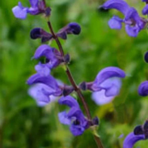 Sauge des prés Twillight Serenade Salvia pratensis twilight serenade ( ballet series