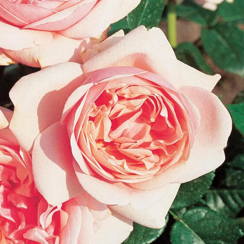 Rosier Laurette Fugain ®. Le pot de 3 litres