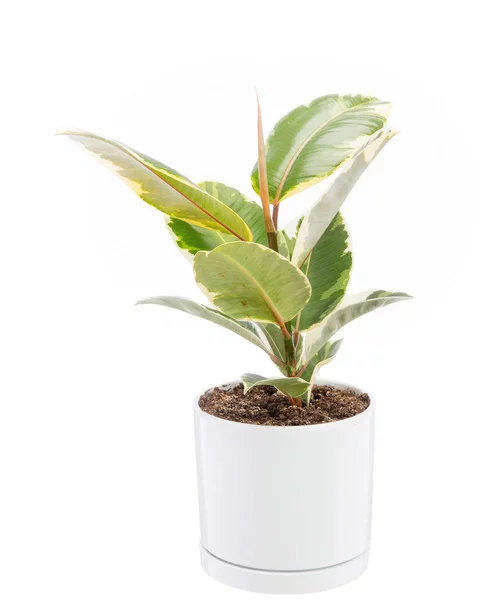Ficus elastica Tineke vert en pot blanc émaillé botanic®. Le pot Ø 18 cm