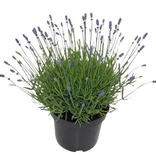 Lavande bleue. Le pot de 5 litres