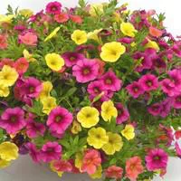 Annuelles variées - Le pot de 10.5 cm
