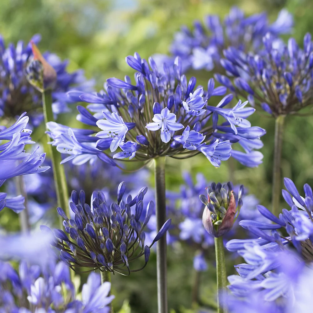 Agapanthe Doctor Brouwer Agapanthus x africanus Doctor Brouwer
