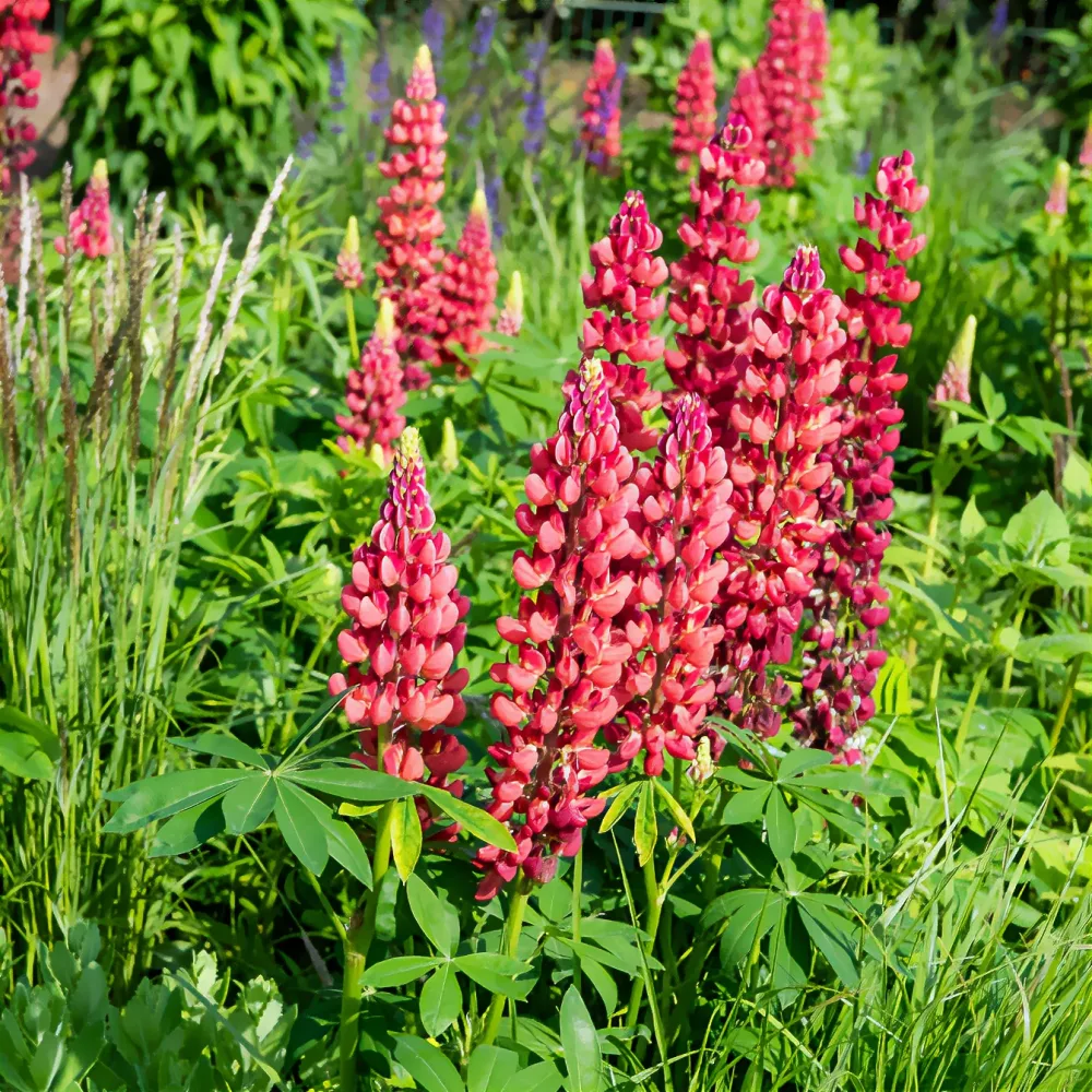 Lupin My Castle Lupinus My Castle