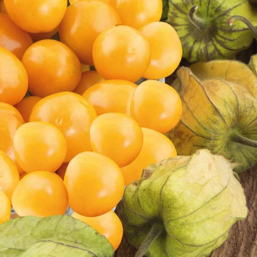 Coquerêt du Pérou à fruits jaunes Bio - Le pot recyclé de 2.5 litres