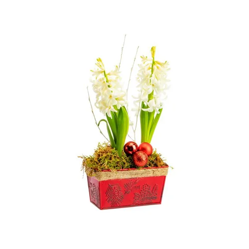 Composition de 2 jacinthes en jardinette zinc rouge