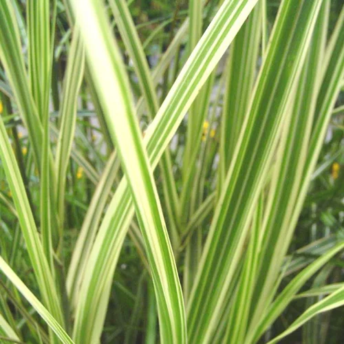 Miscanthus sinensis Morning light ou eulalie - Le pot de 4 litres.