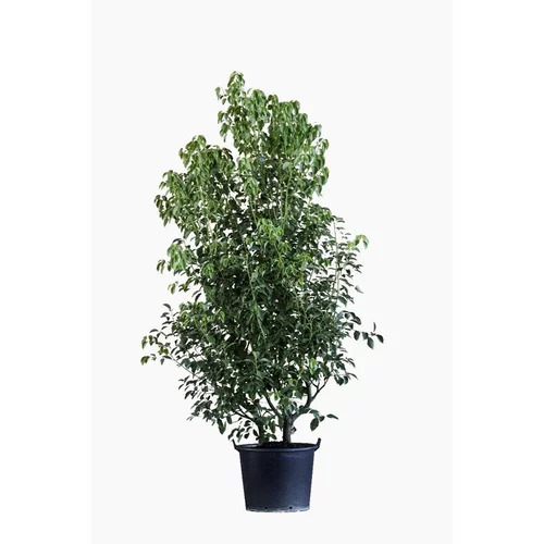 Cinnamonium Camphora (Camphrier) en pot de 30 L vert