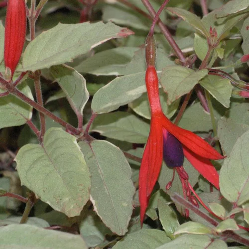 Fuchsia panaché rose en pot de 2 L