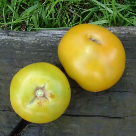 Tomate Lime Green | Semences bio et reproductibles