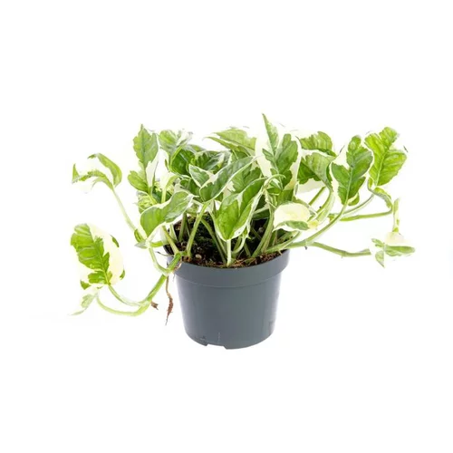 Scindapsus N’Joy pot Ø12xH20 cm