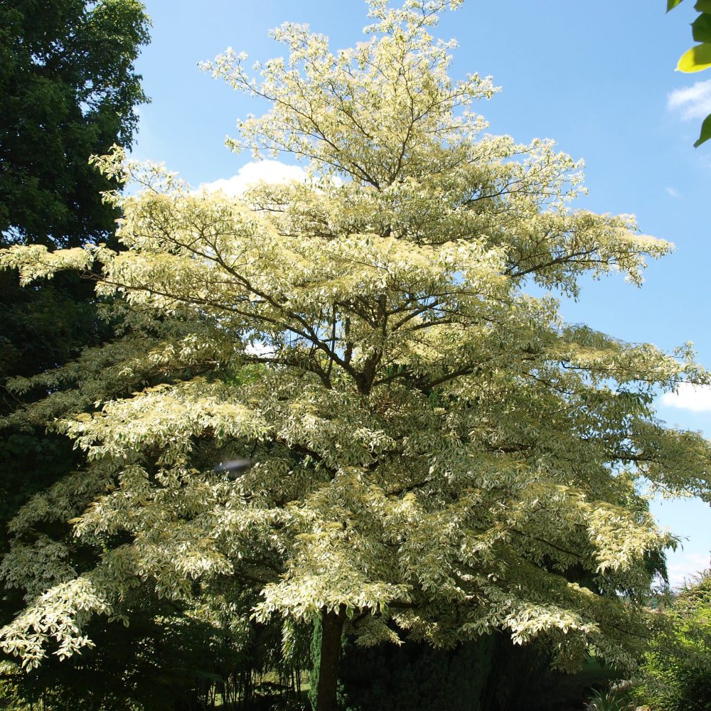 Cornouiller des pagodes panaché Cornus controversa variegata