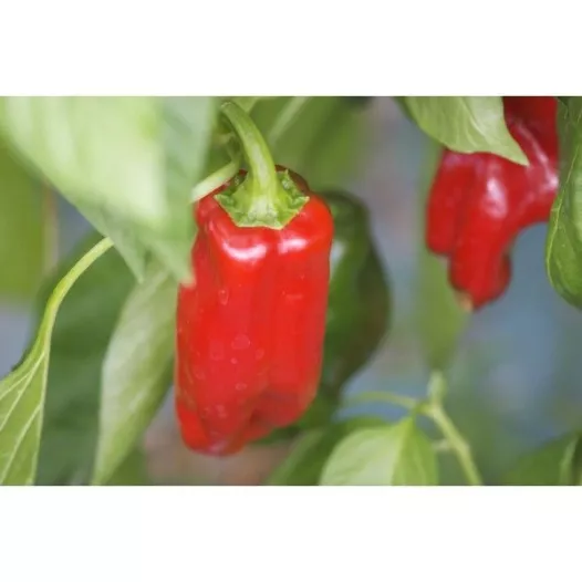 Poivron Rosso | Semences bio et reproductibles
