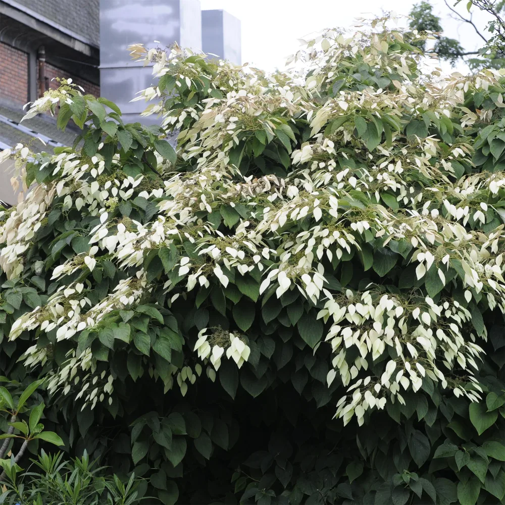 Hortensia grimpant de Chine - Schizophragma Schizophragma integrifolium
