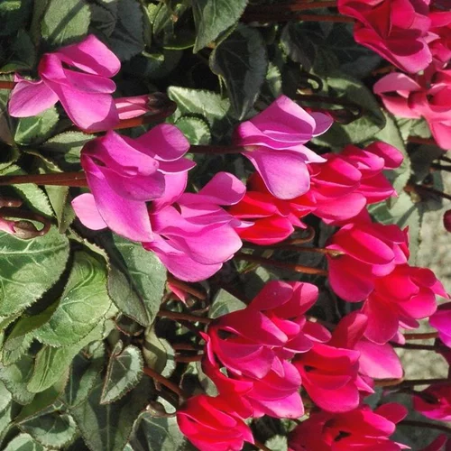 Cyclamen mini multicolore. Le pack de 6 plants
