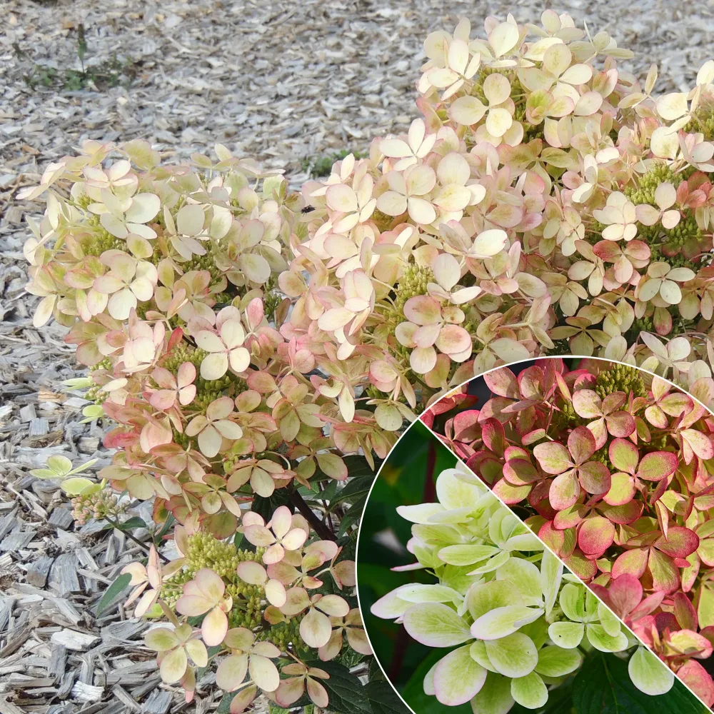 Hortensia paniculé PASTELGREEN® Renxolor Hydrangea paniculata pastelgreen® renxolor
