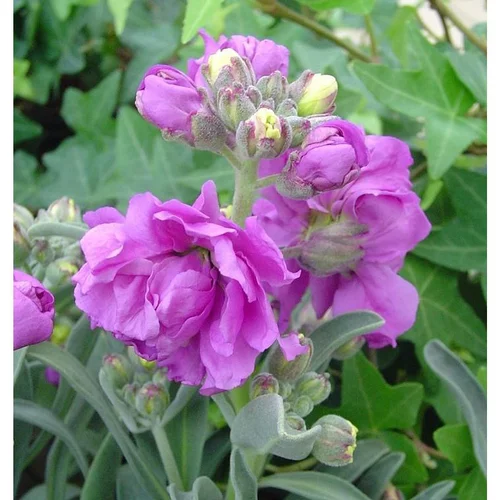 Giroflée de Nice à fleurs multicolores - Le pot de 2,5 litres