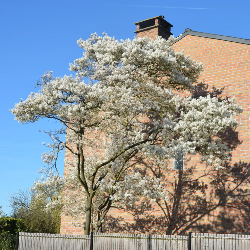 Amélanchier du Canada Amelanchier canadensis